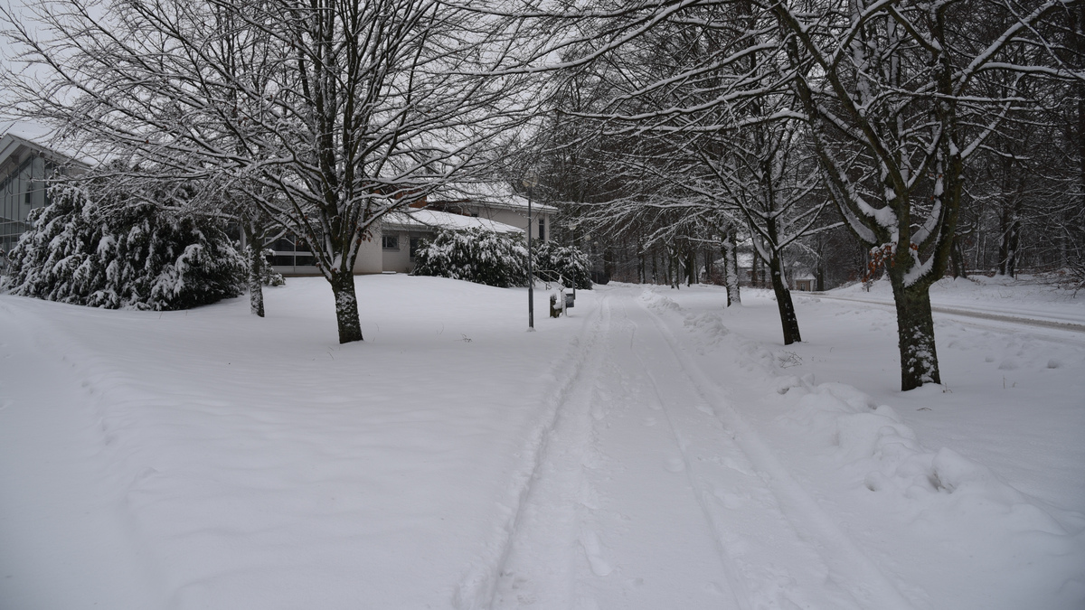 Snötäckt gångbana med snöklädda träd.