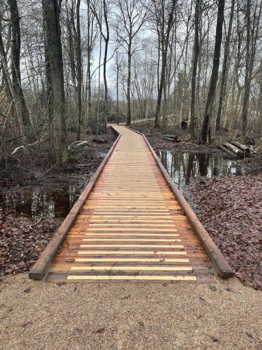 Träspången i skogen