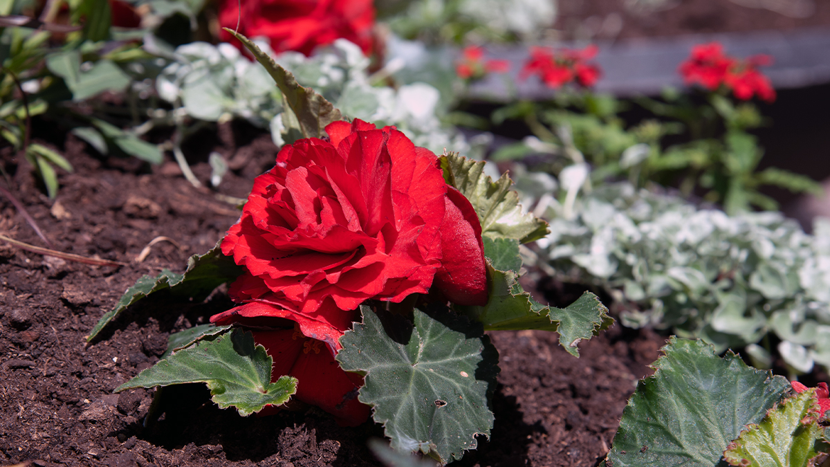 Dramatiskt färg- och formtema på årets sommarblommor — Höörs kommun